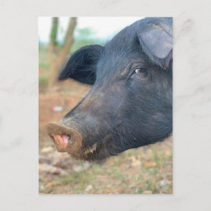 Postal Diseño de cerdos de granja