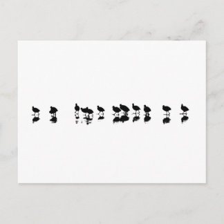 Postal Diseño de Coot - Negro sobre blanco