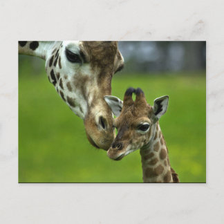 Postal Diseño de Giraffe