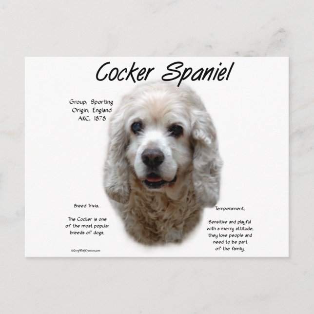 Postal Diseño de historia de Cocker Spaniel (buff) (Anverso)