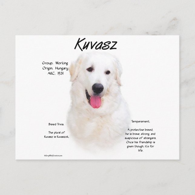 Postal Diseño de historia de Kuvasz (Anverso)