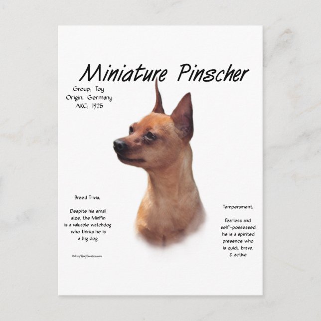 Postal Diseño de historia de Pinscher en miniatura (rojo) (Anverso)