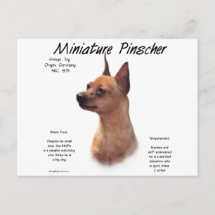 Postal Diseño de historia de Pinscher en miniatura (rojo)