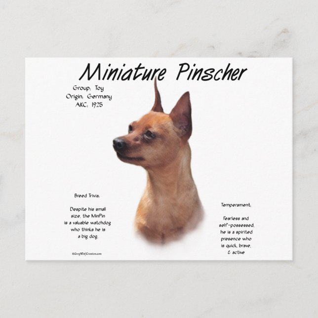 Postal Diseño de historia de Pinscher en miniatura (rojo) (Anverso)