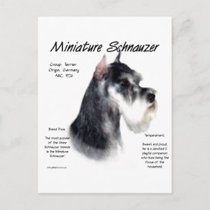 Postal Diseño de historia de Schnauzer en miniatura