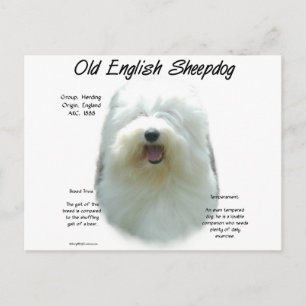 Postal Diseño de historia de Sheepdog en inglés