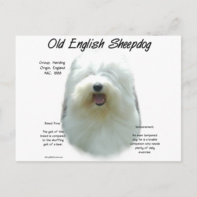 Postal Diseño de historia de Sheepdog en inglés (Anverso)