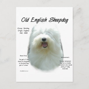 Postal Diseño de historia de Sheepdog en inglés