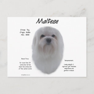 Postal Diseño de historia maltesa