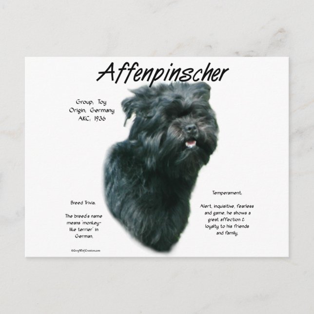 Postal Diseño de historial de Affenpinscher (Anverso)