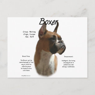 Postal Diseño de historial de Boxer (fawn)