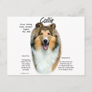 Postal Diseño de historial de Collie (a prueba de capital