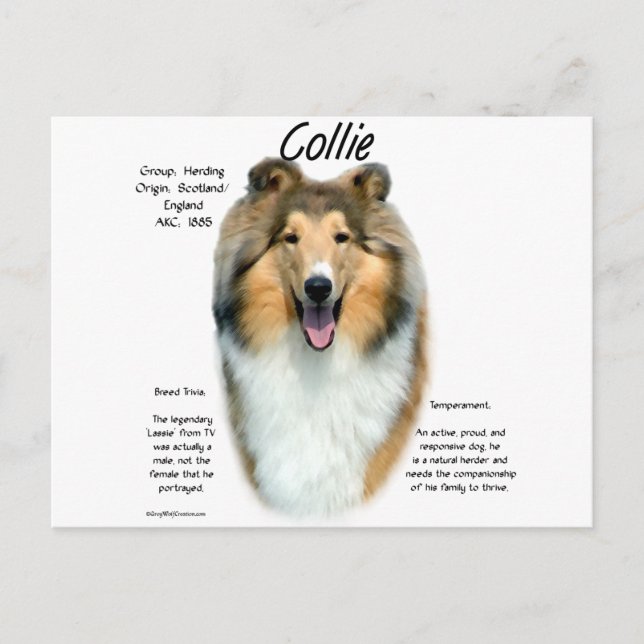 Postal Diseño de historial de Collie (a prueba de capital (Anverso)