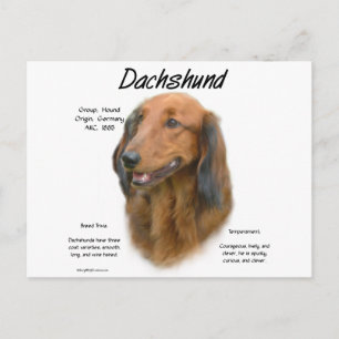 Postal Diseño de historial de Dachshund (longhair)