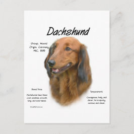Postal Diseño de historial de Dachshund (longhair)