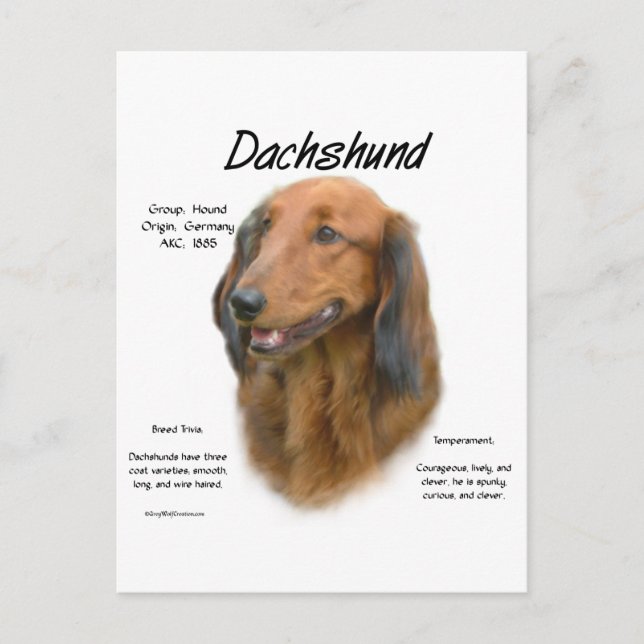 Postal Diseño de historial de Dachshund (longhair) (Anverso)