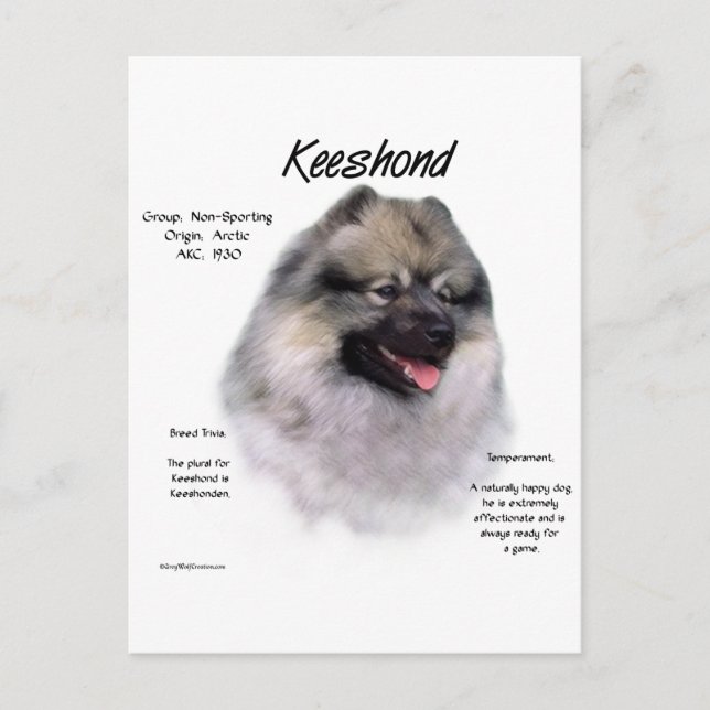 Postal Diseño de historial de Keeshond (Anverso)