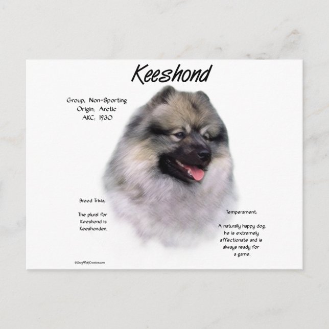 Postal Diseño de historial de Keeshond (Anverso)