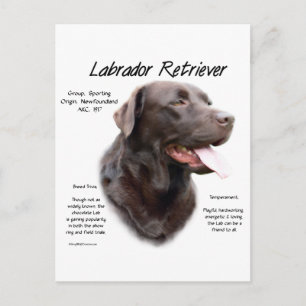 Postal Diseño de historial de Labrador Recuperador (choco