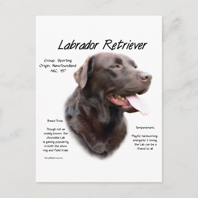 Postal Diseño de historial de Labrador Recuperador (choco (Anverso)