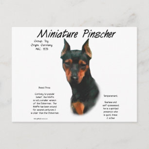 Postal Diseño de historial de Pinscher en miniatura (negr