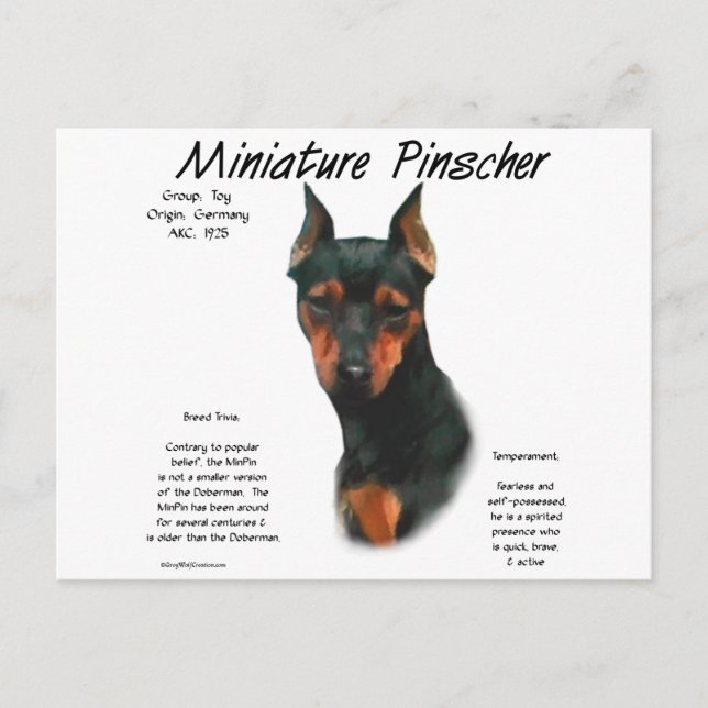 Postal Diseño de historial de Pinscher en miniatura (negr (Anverso)