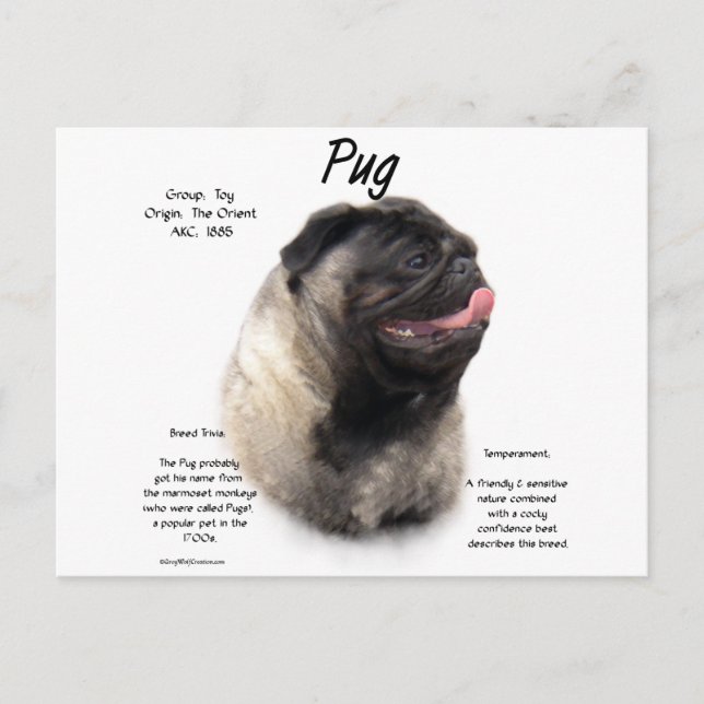 Postal Diseño de historial de pug (Anverso)