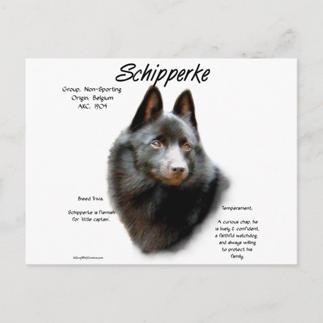 Postal Diseño de historial de Schipperke (Anverso)