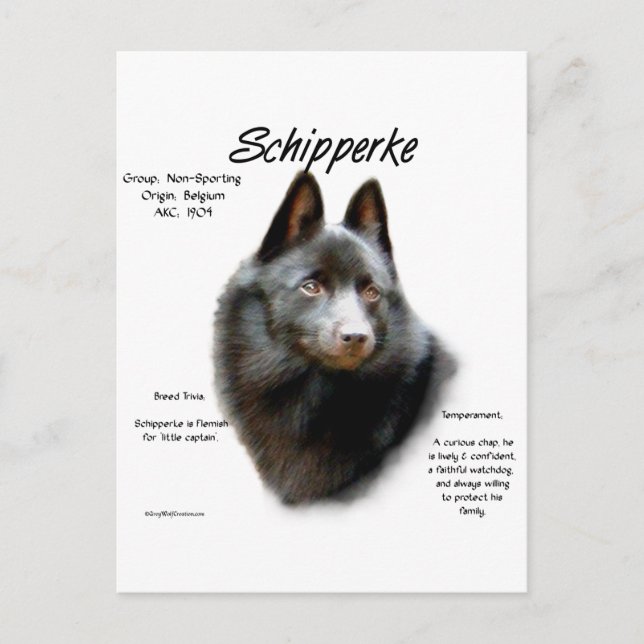 Postal Diseño de historial de Schipperke (Anverso)