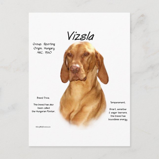 Postal Diseño de historial de Vizsla (Anverso)