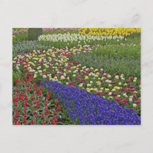 Postal Diseño de jardín de jacinto de uva y tulipanes,