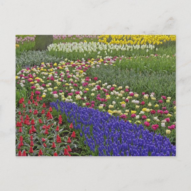 Postal Diseño de jardín de jacinto de uva y tulipanes, (Anverso)