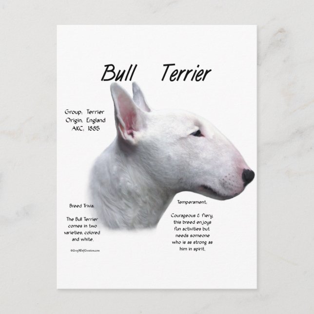 Postal Diseño de la historia de Bull Terrier (qué) (Anverso)