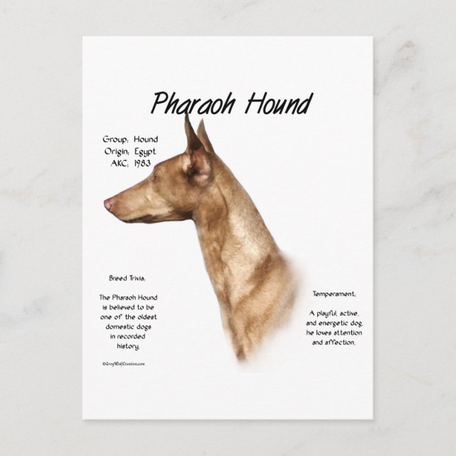Postal Diseño de la historia de la hound del faraón (Anverso)