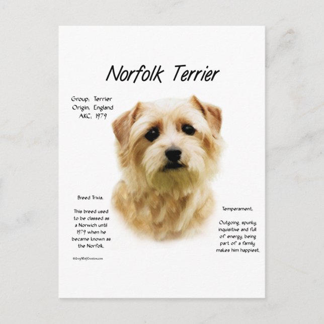 Postal Diseño de la historia de Norfolk Terrier (Anverso)
