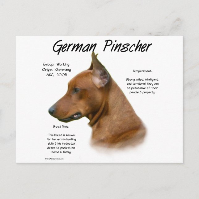 Postal Diseño de la historia de Pinscher en Alemania (Anverso)
