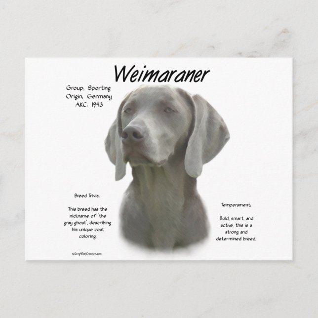 Postal Diseño de la historia de Weimaraner (Anverso)