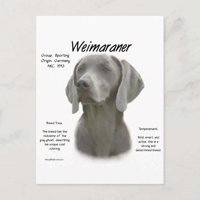 Postal Diseño de la historia de Weimaraner (Anverso)