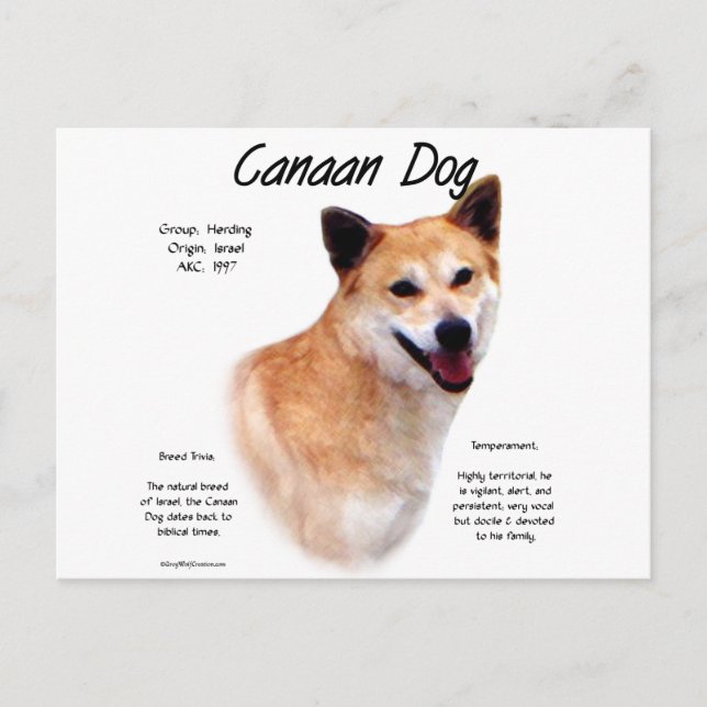 Postal Diseño de la historia del perro en Canaán (Anverso)