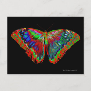 Postal Diseño de mariposa colorida contra fondo negro