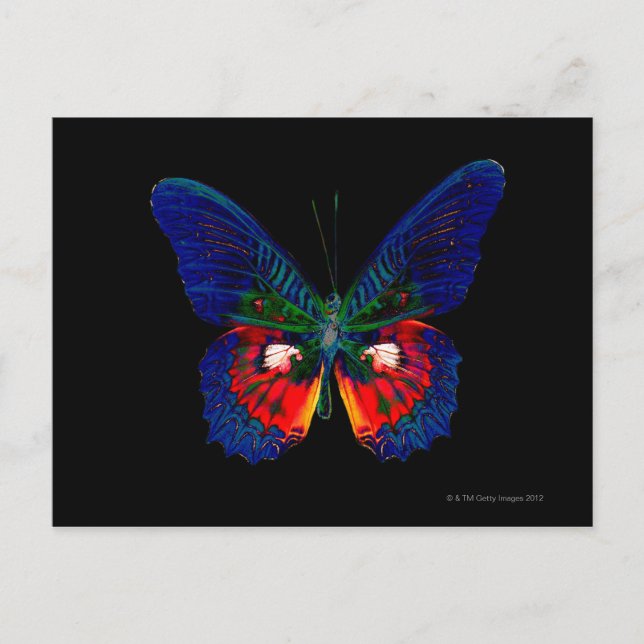 Postal Diseño de mariposa colorida contra fondo negro (Anverso)