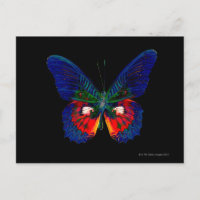 Diseño de mariposa colorida contra fondo negro