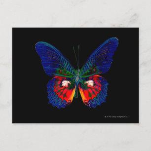 Postal Diseño de mariposa colorida contra fondo negro