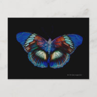 Diseño de mariposa colorida contra fondo negro 2