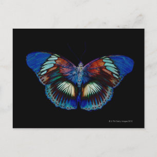 Postal Diseño de mariposa colorida contra fondo negro 2