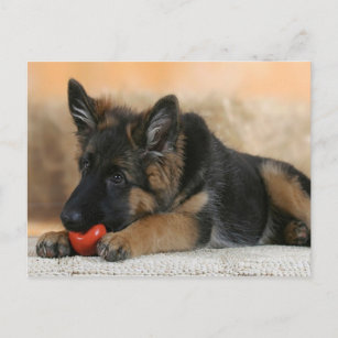 Postal Diseño de perro pastor alemán