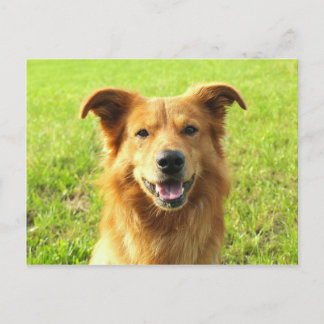 Postal Diseño de perros WJ
