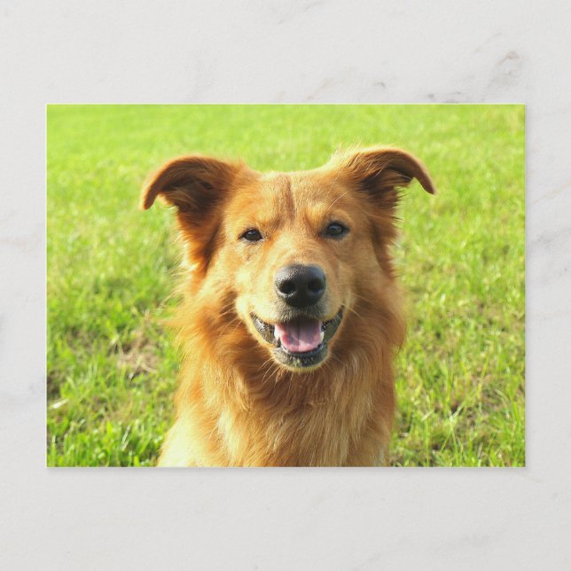 Postal Diseño de perros WJ (Anverso)