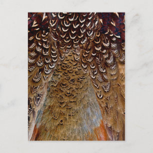 Postal Diseño de pluma de faisán marrón