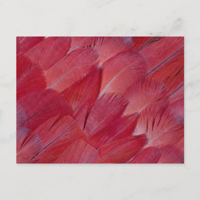 Postal Diseño de pluma de loro gris africano (Anverso)